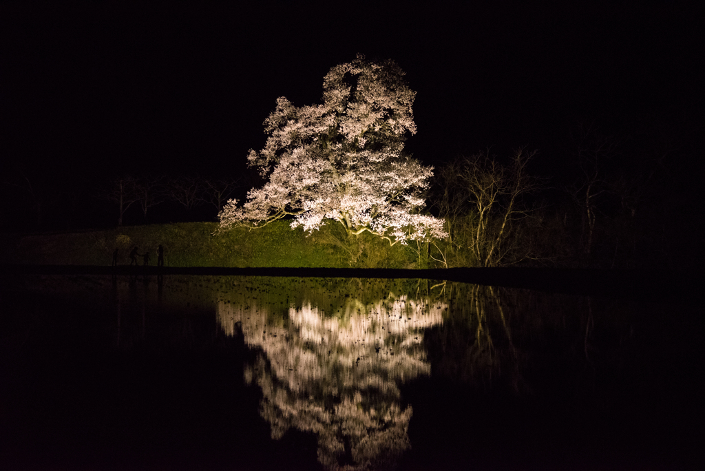 『向野の江戸彼岸桜』