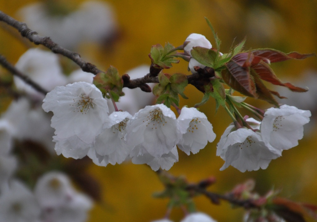 桜2011.04 