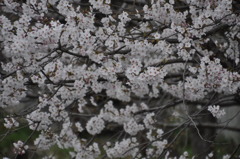 桜2011.04 