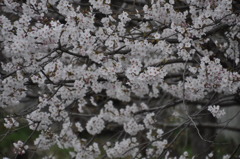 桜2011.04 