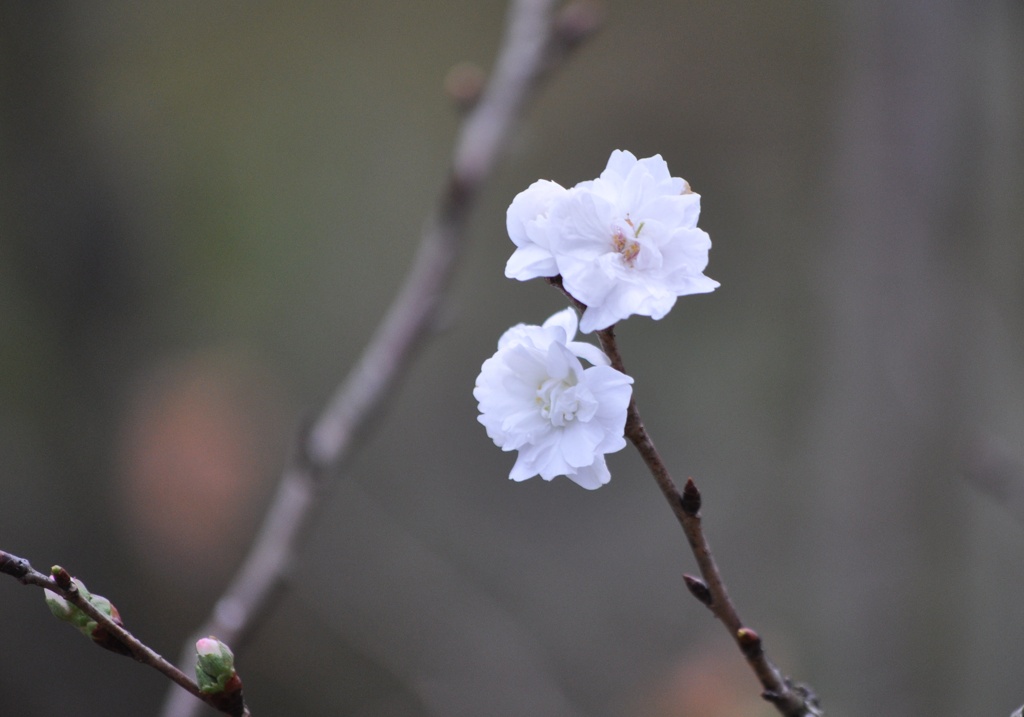 十月桜