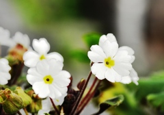 中央植物園