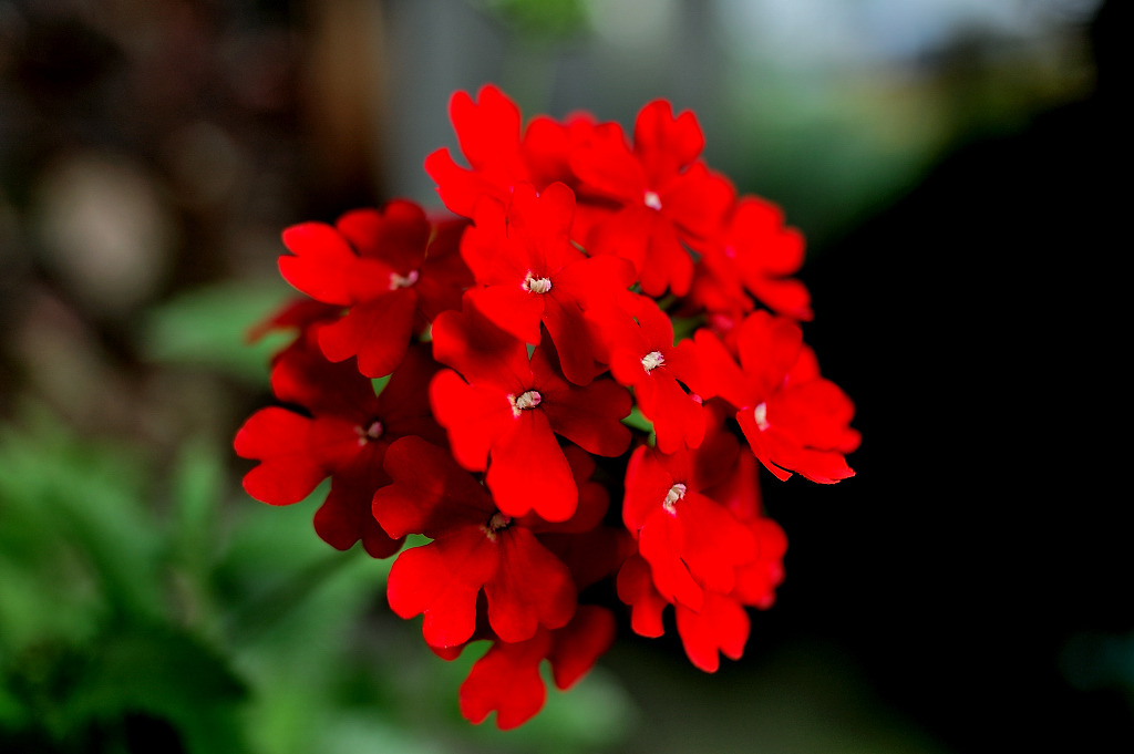 なんの花？