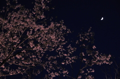 アラバキ