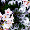 桜002