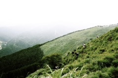 山を越える牛たち