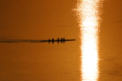 朝の大橋川にて。ボートの練習風景。