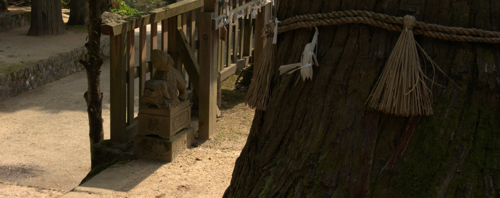 須賀神社　御神木を護る