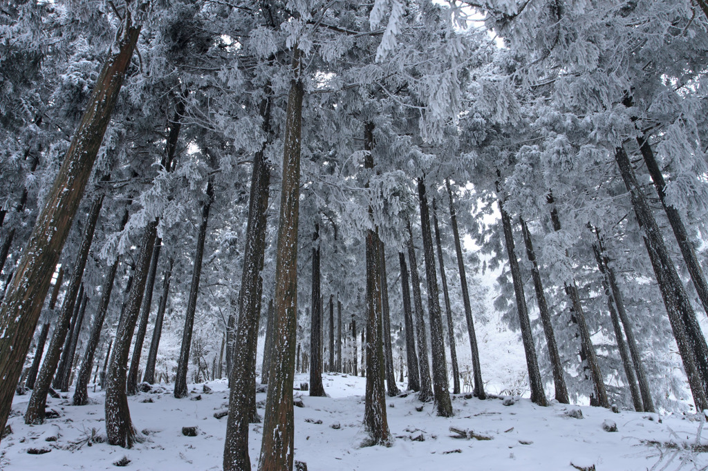 冬の人工林