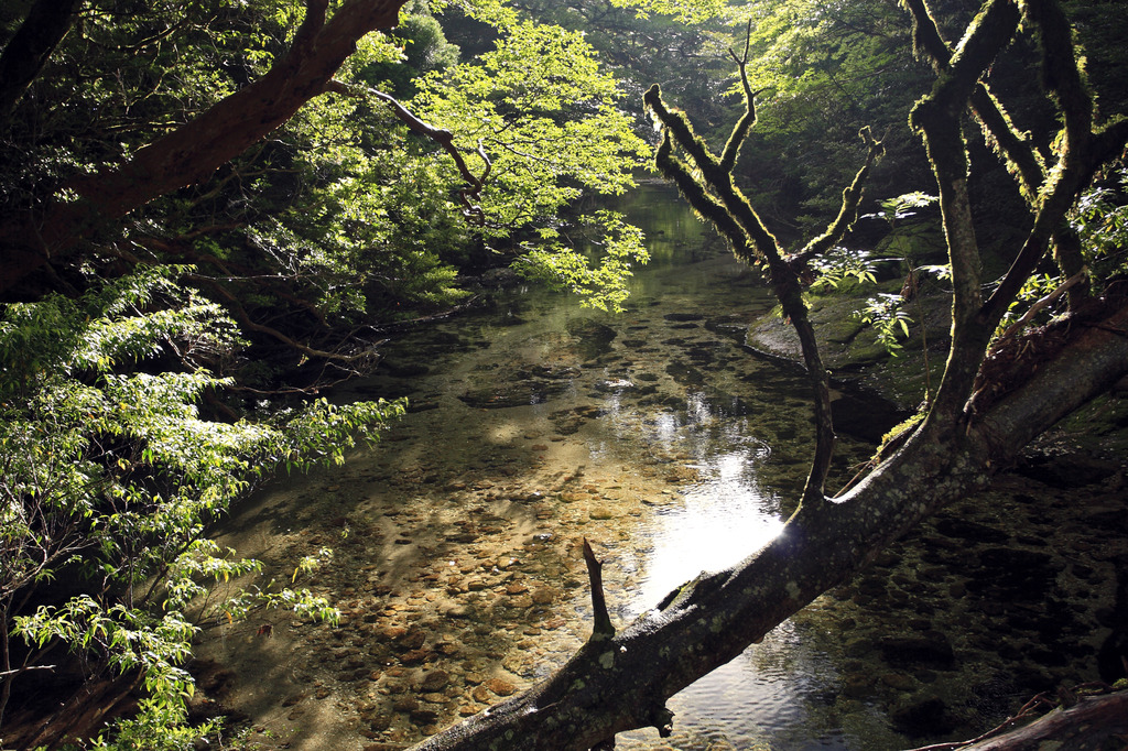 朝の淀川にて