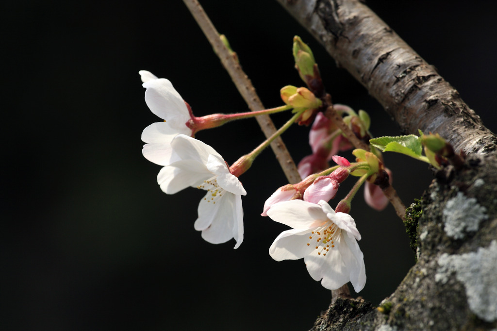 桜の花