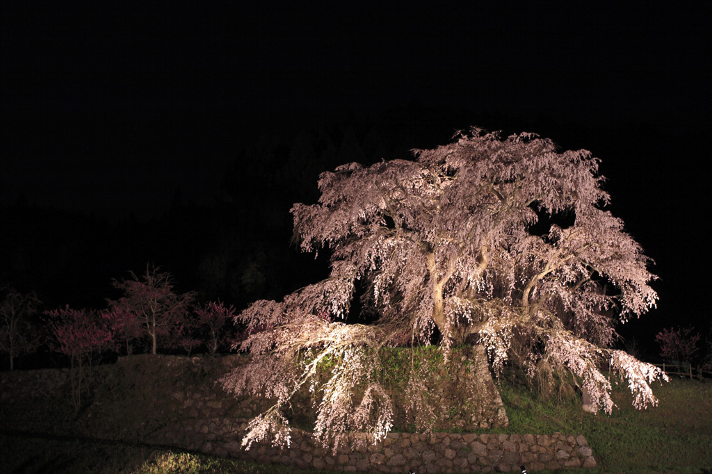 夜桜