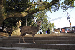 奈良公園