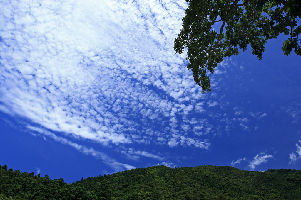 木陰から見上げた夏の空