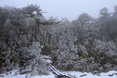 屋久島の冬