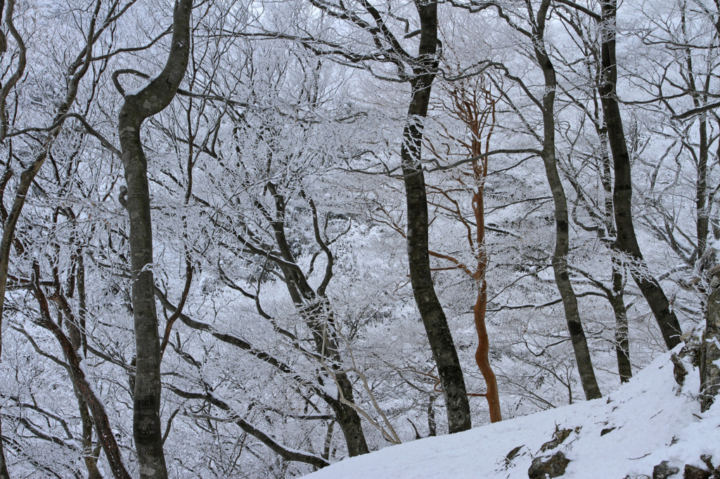 雪木立 