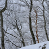 雪木立 