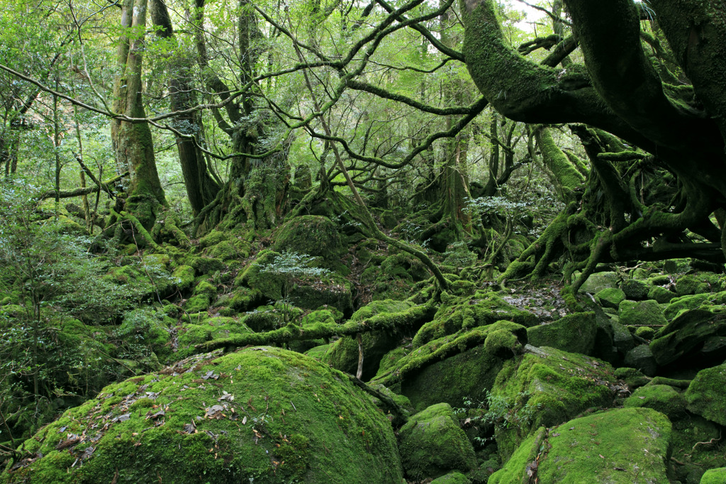 苔の世界