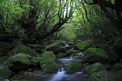 苔むす空間