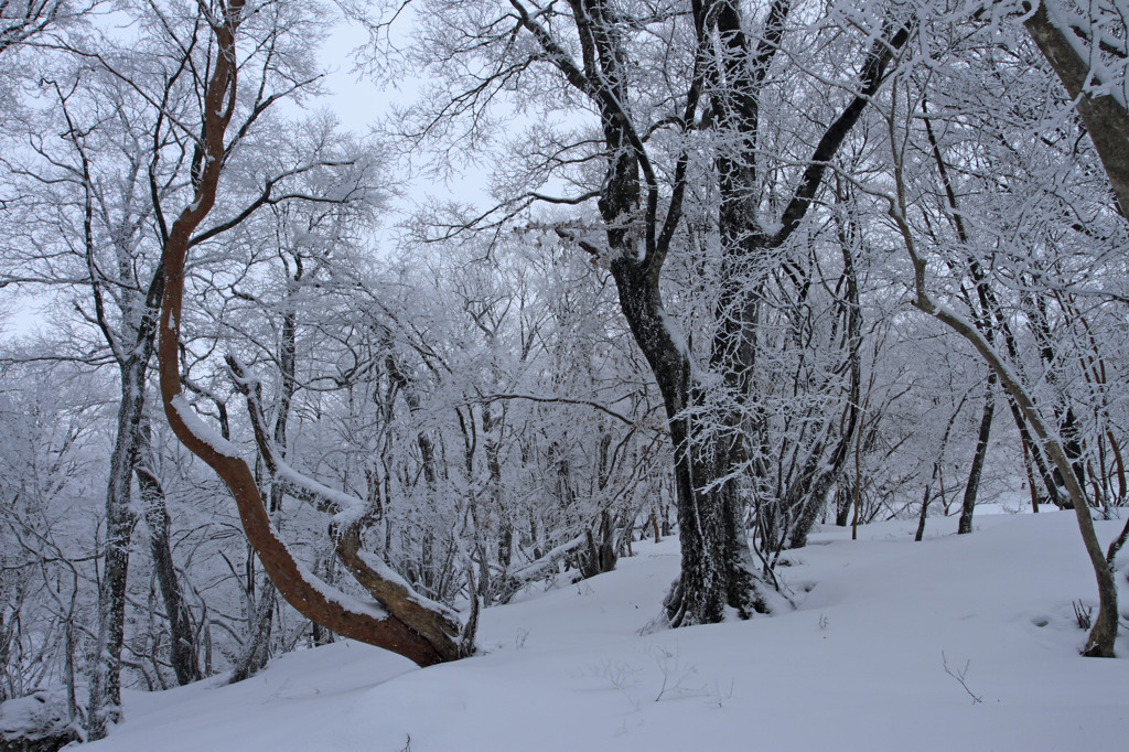 雪の森林