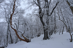 雪の森林