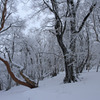 雪の森林