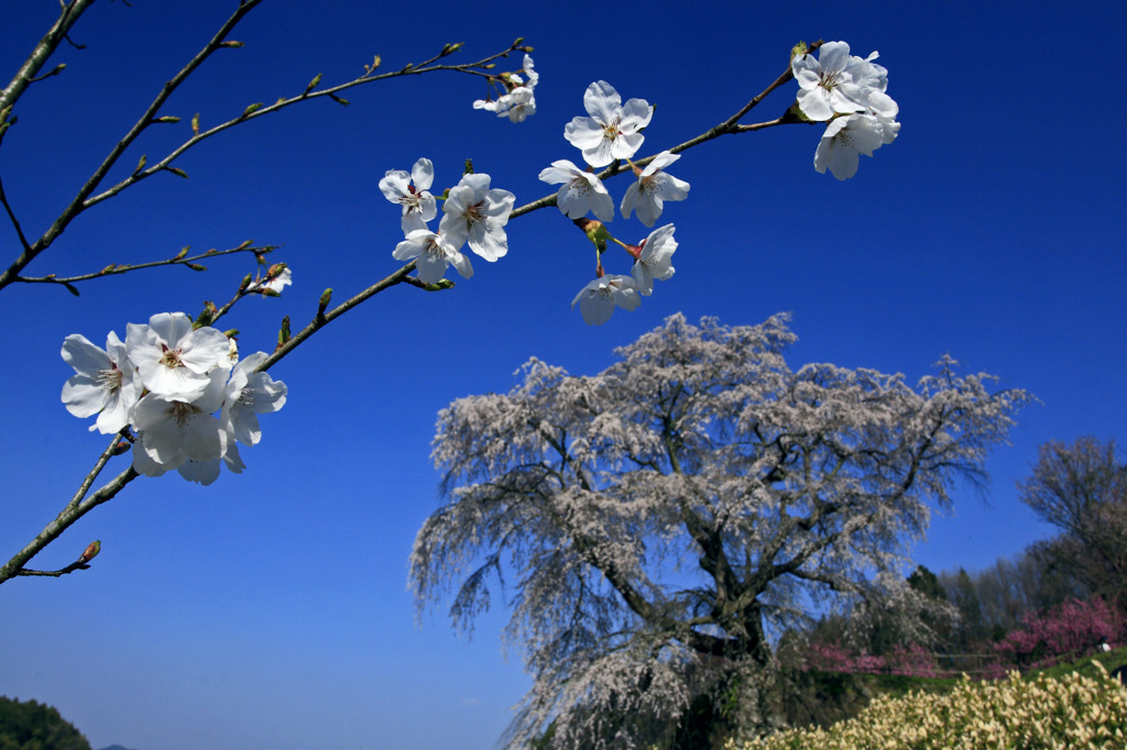 桜