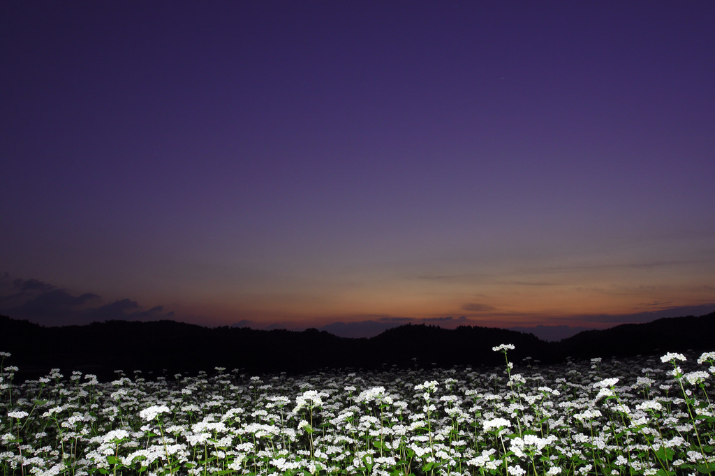 夕暮れ時の蕎麦の花