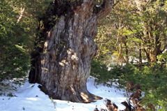 雪の中に佇む縄文杉