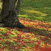 苔と紅葉