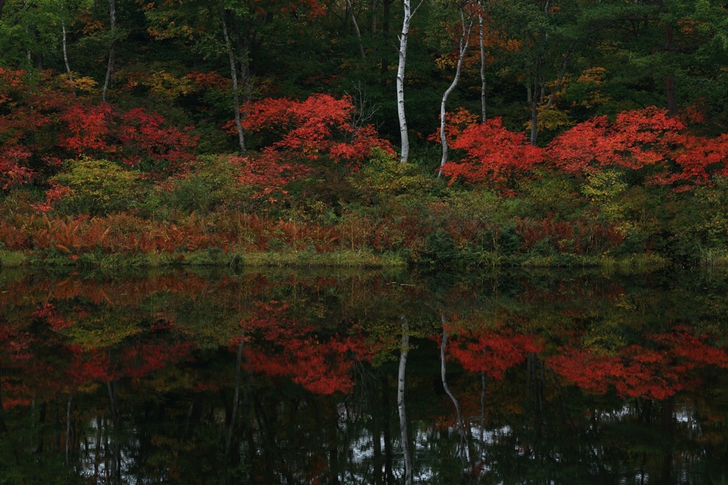紅葉情報①