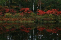 紅葉情報①