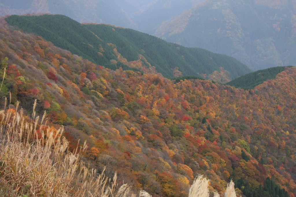 紅葉Ⅱ