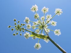 青空の花火