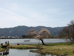 平安郷　池と桜