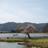 平安郷　池と桜