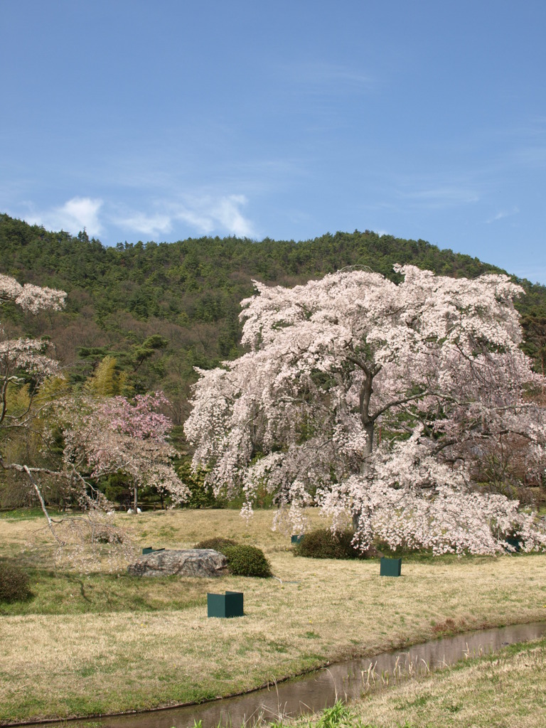 平安郷　桜