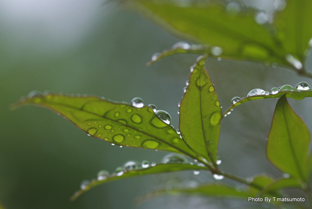 雨上がり・・朝