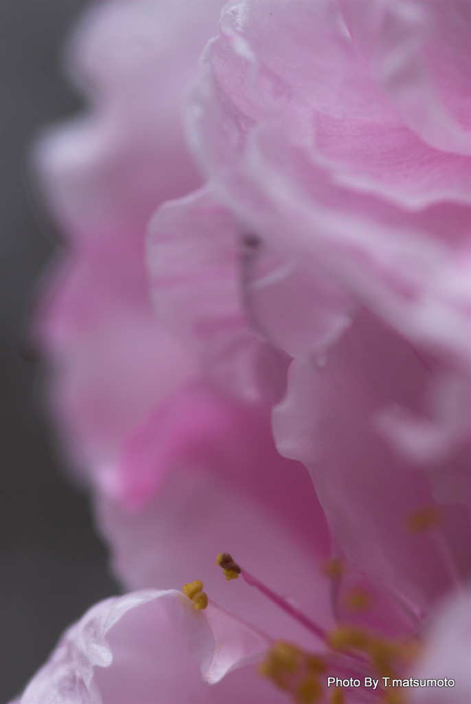 花嫁
