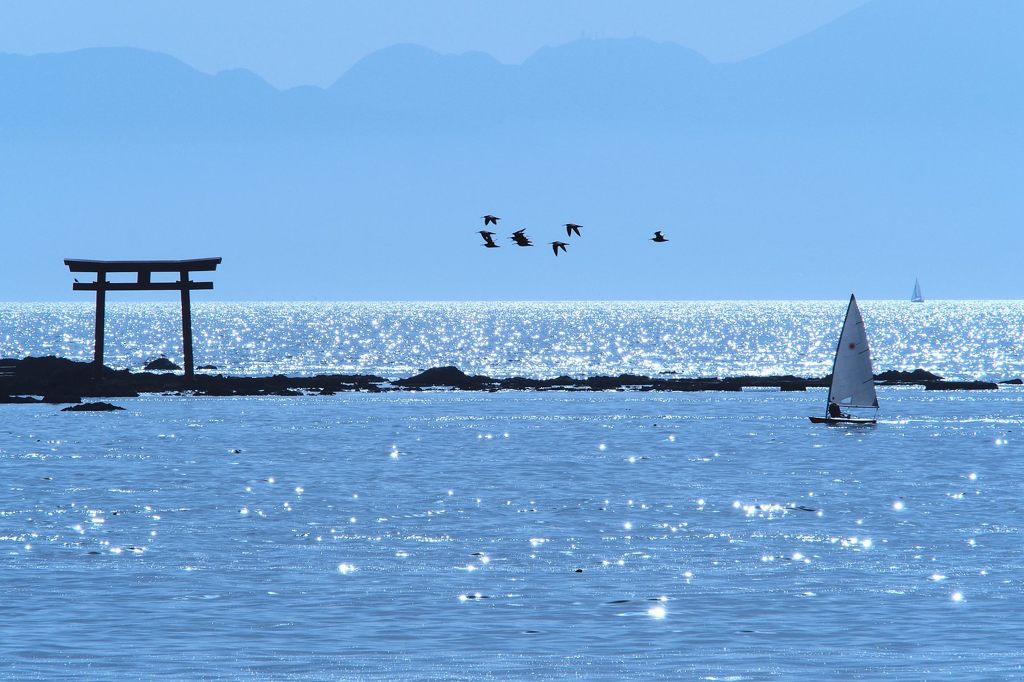 チュウシャクシギが舞う海