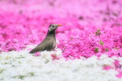 芝桜に遊ぶムクドリ