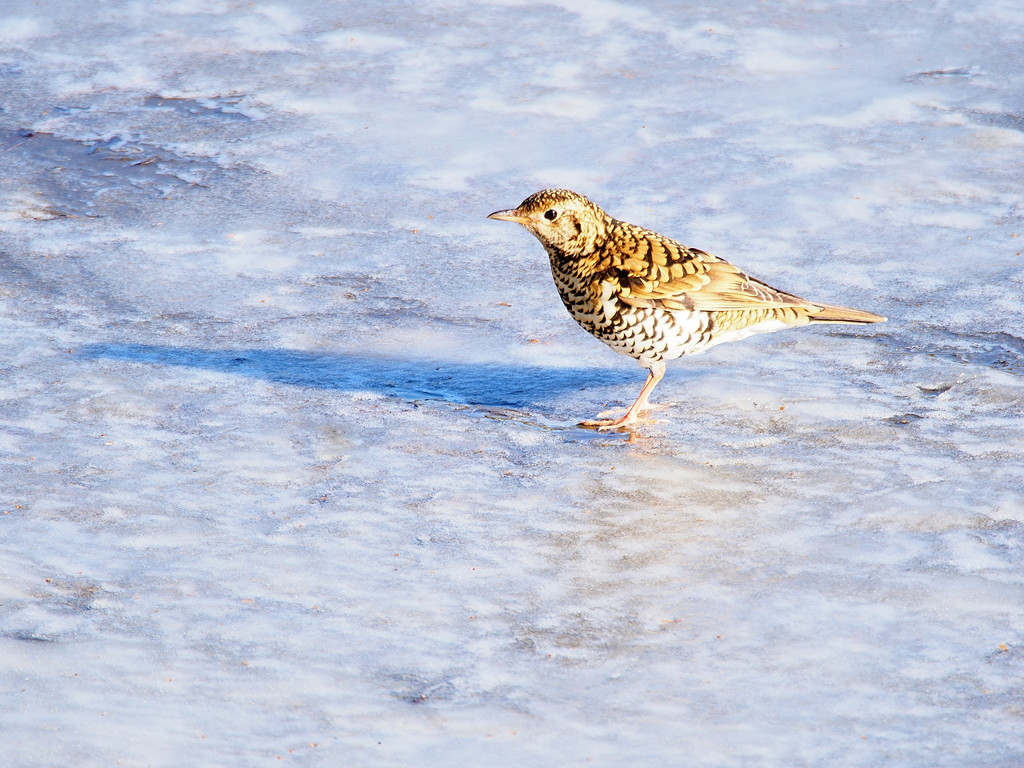 雪中トラツグミ