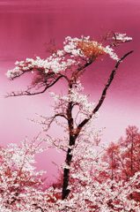 桜樹の舞 -春ｰ