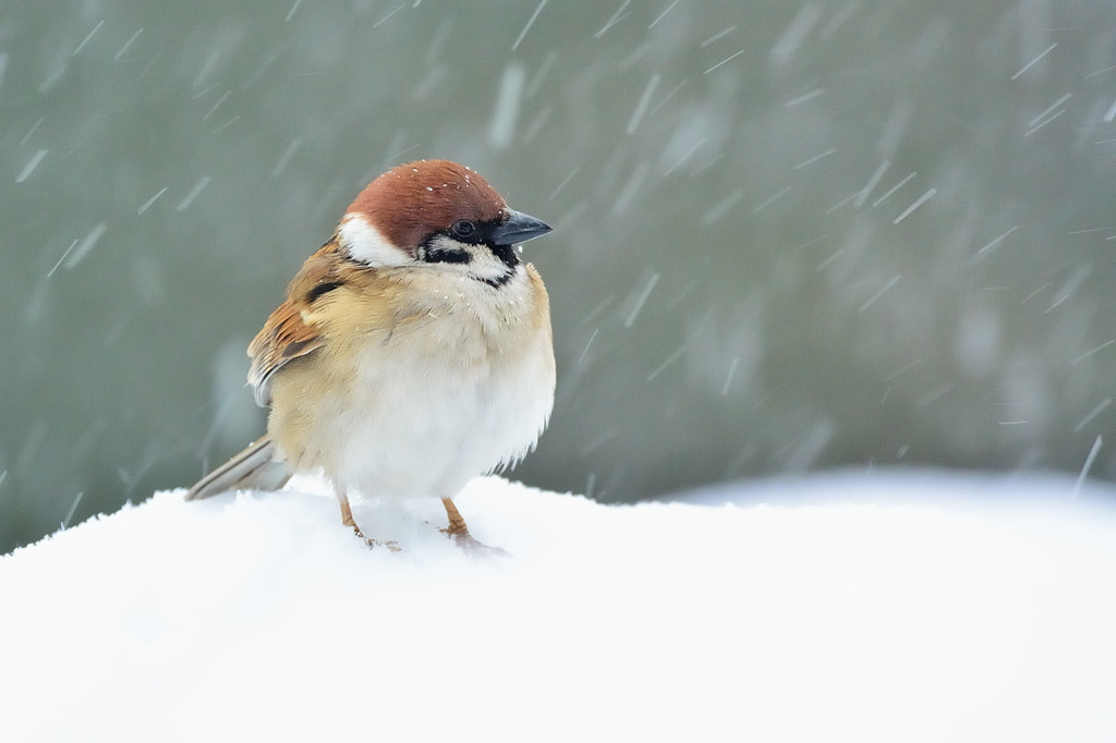 風雪旅すずめ