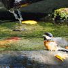 沐浴するヤマガラ