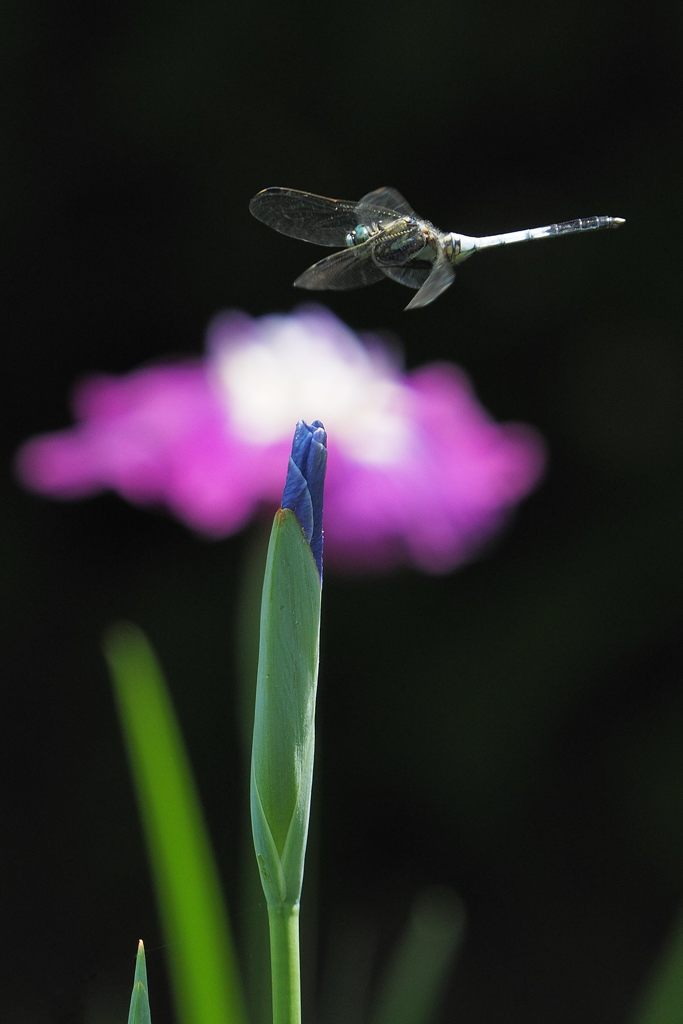 花菖蒲に停まるトンボ