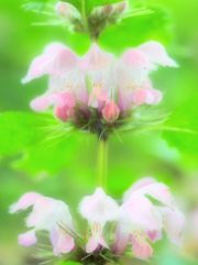 Flower chandelier