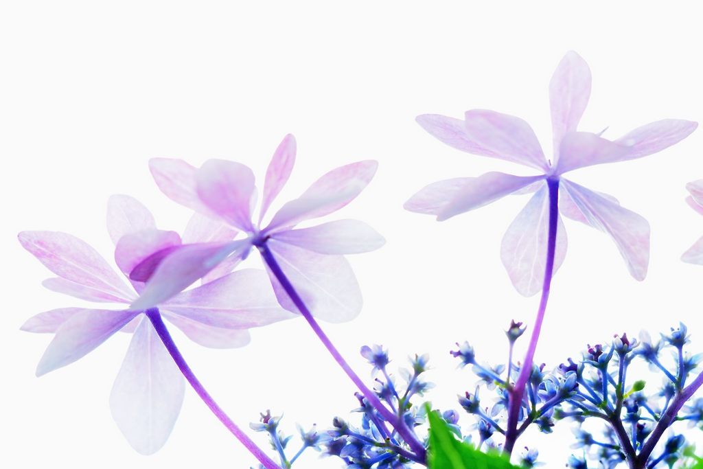 梅雨空に山紫陽花