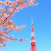 紅梅と紅のタワー