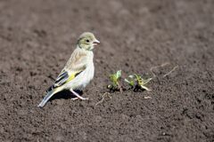 これは食べれるの？